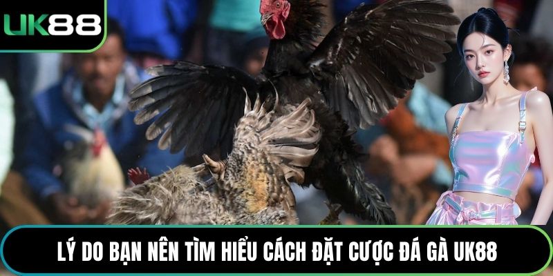 Lý do bạn nên tìm hiểu cách đặt cược đá gà UK88