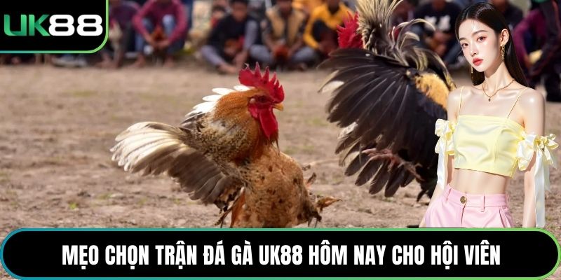 Mẹo chọn trận đá gà UK88 hôm nay cho hội viên