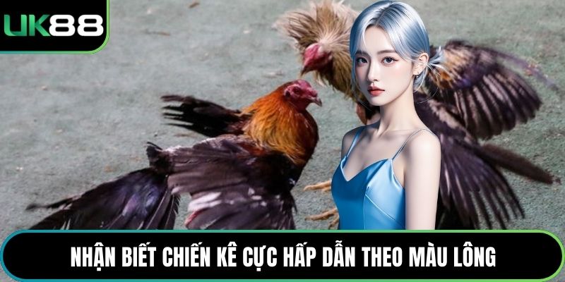 Nhận biết chiến kê cực hấp dẫn theo màu lông