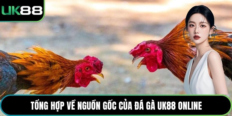 Tổng hợp về nguồn gốc của đá gà UK88 online